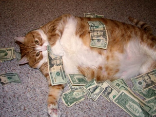 Illustration for article titled 19 Cats Who Need To Check Their Privilege